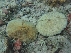 Fungia fungites