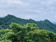 Crateva adansonii formosensis