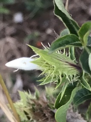 Solanum catombelense