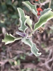 Solanum catombelense