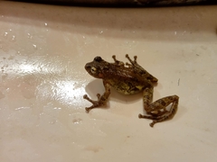 Kurixalus eiffingeri