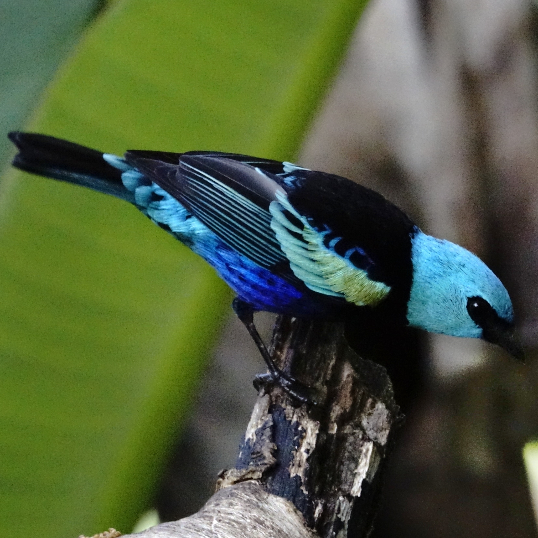 Blue-necked Tanager illustration