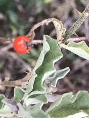Solanum catombelense