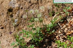 Pulsatilla chinensis