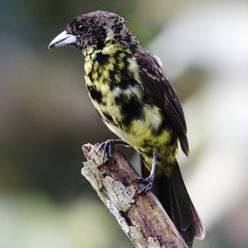 Flame-rumped Tanager (Ramphocelus flammigerus), photo 2