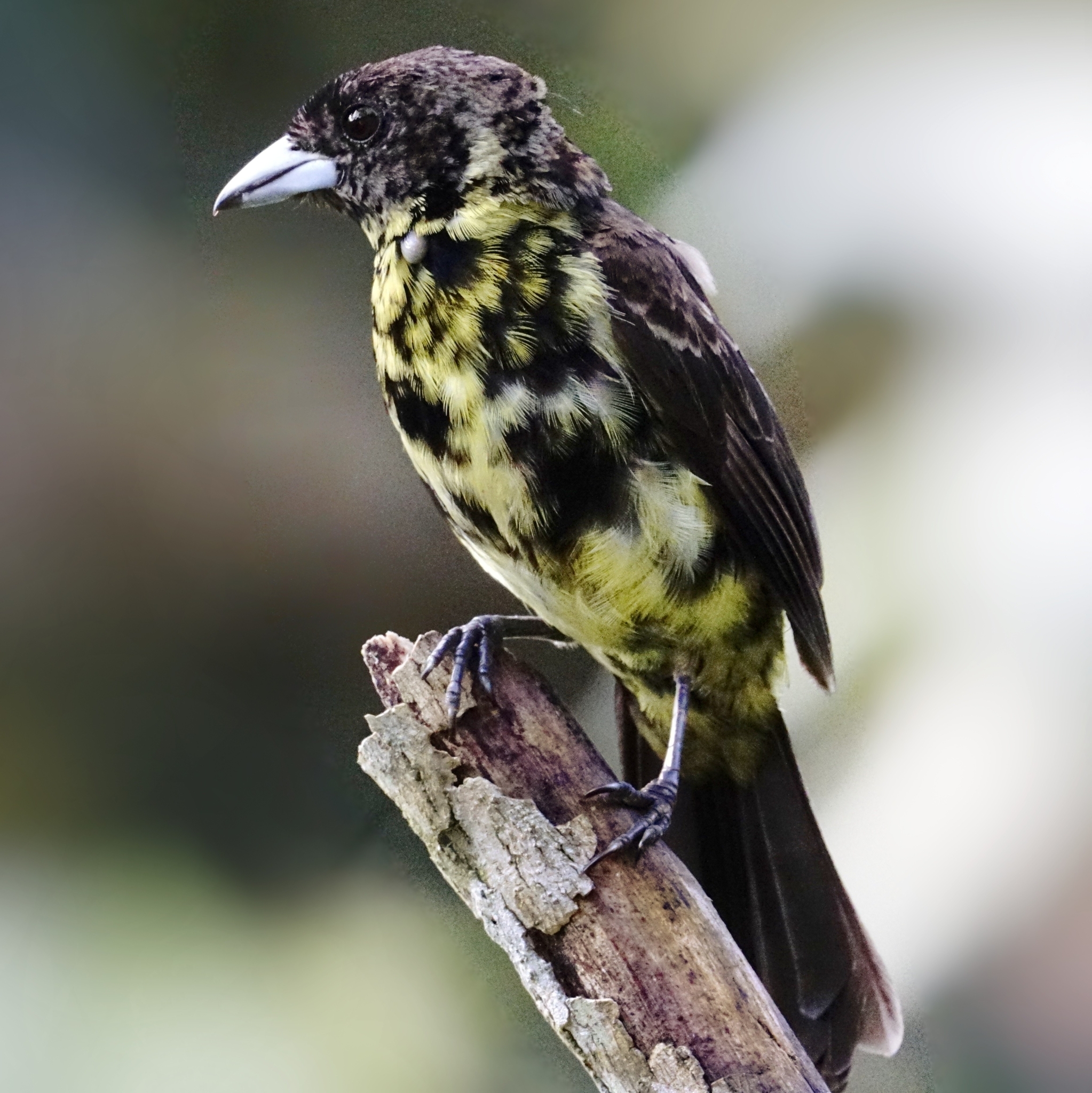 Flame-rumped Tanager illustration