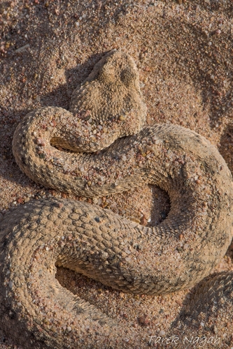 Desert Horned Viper — seen at this dive site