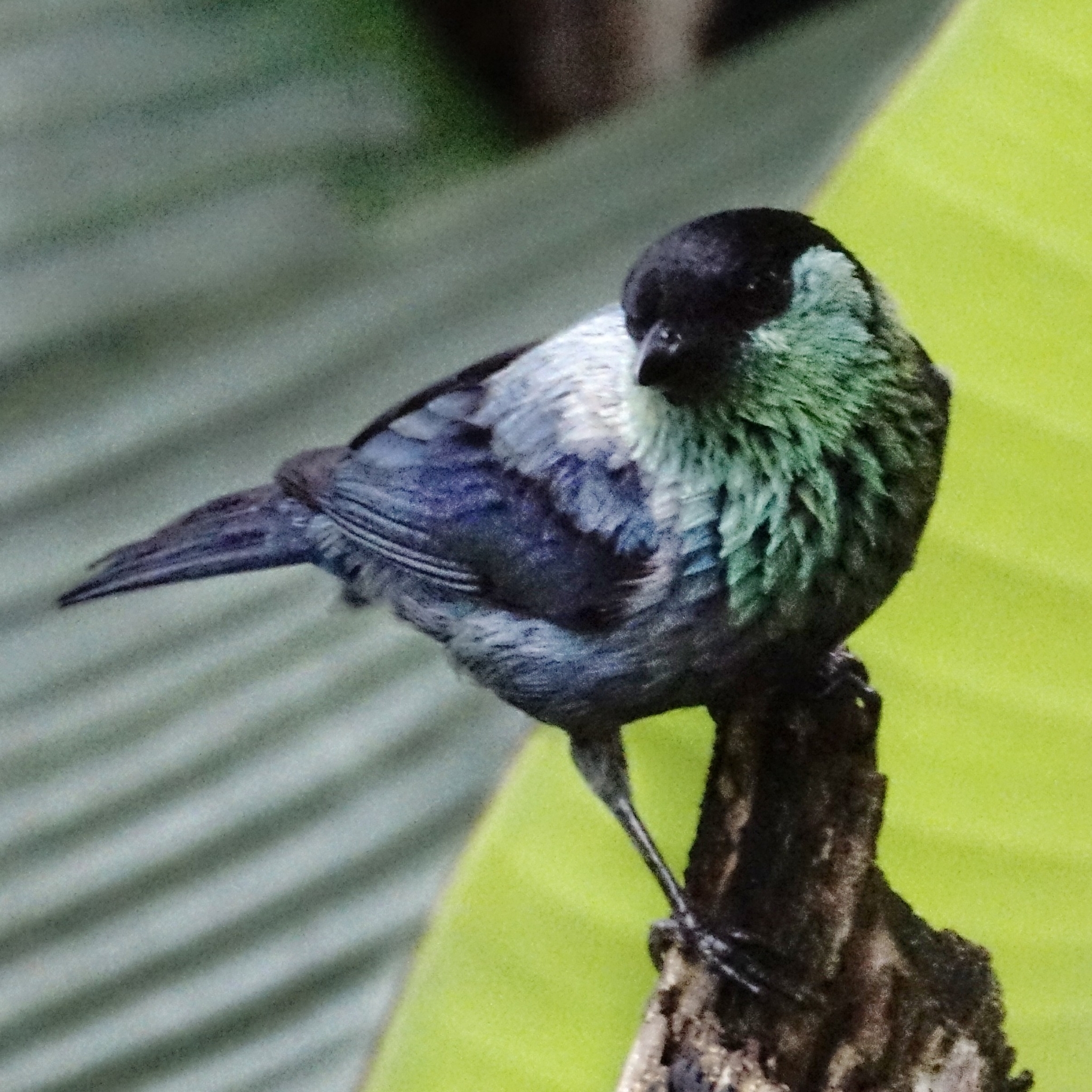 Black-capped Tanager illustration