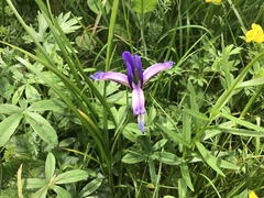 Iris graminea