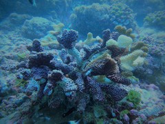 Pocillopora grandis