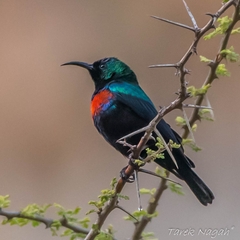 Shining Sunbird photo 1