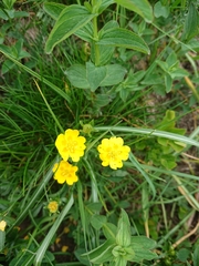 Potentilla aurea