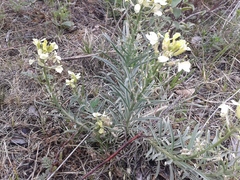 Erysimum flavum