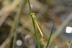 Ceriagrion melanurum