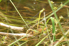 Ceriagrion melanurum