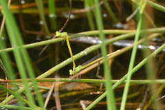 Ceriagrion melanurum