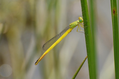 Ceriagrion melanurum