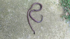 Calamaria pavimentata