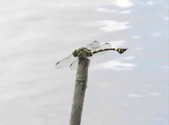 Ictinogomphus pertinax