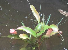 Nepenthes mirabilis