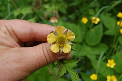Geum × intermedium