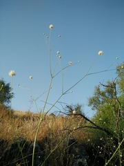 Cephalaria joppensis