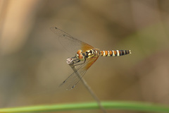Nannophya pygmaea