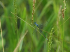 Lestes praemorsus decipiens