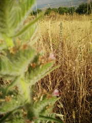 Echium glomeratum