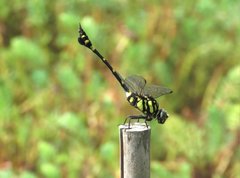 Ictinogomphus pertinax