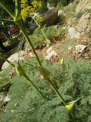 Ferula hermonis