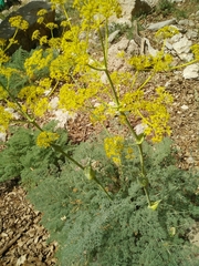 Ferula hermonis