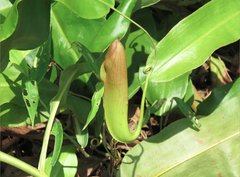 Nepenthes mirabilis