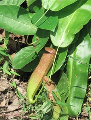 Nepenthes mirabilis