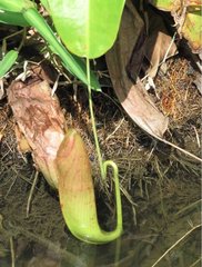 Nepenthes mirabilis