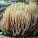 Upright Coral Fungus - Photo (c) Fluff Berger, some rights reserved (CC BY-SA)