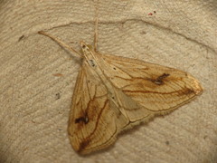 Evergestis forficalis