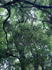 Helicia cochinchinensis