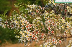 Xanthoceras sorbifolium