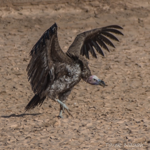 Lappet-faced Vulture