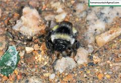 Bombus ganjsuensis
