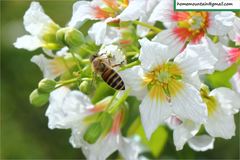 Xanthoceras sorbifolium