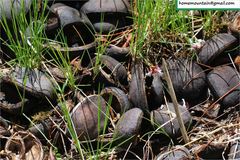 Xanthoceras sorbifolium