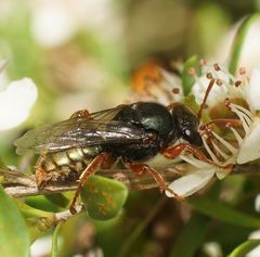 Sericophorus viridis