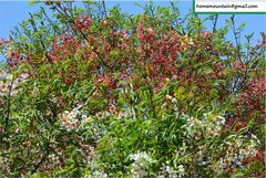 Xanthoceras sorbifolium