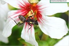 Xanthoceras sorbifolium