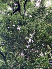 Helicia cochinchinensis