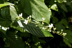 Gonzalagunia hirsuta