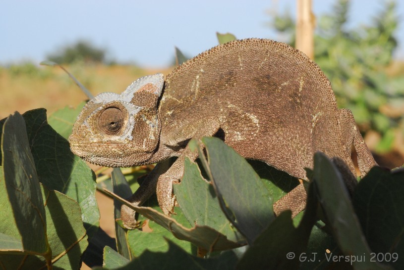 African Chameleon (Chamaeleo africanus) · iNaturalist