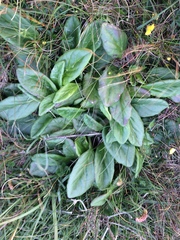 Tephroseris integrifolia maritima